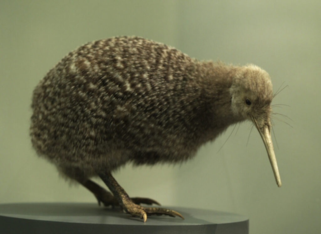 Kiwi bird in Auckland museum