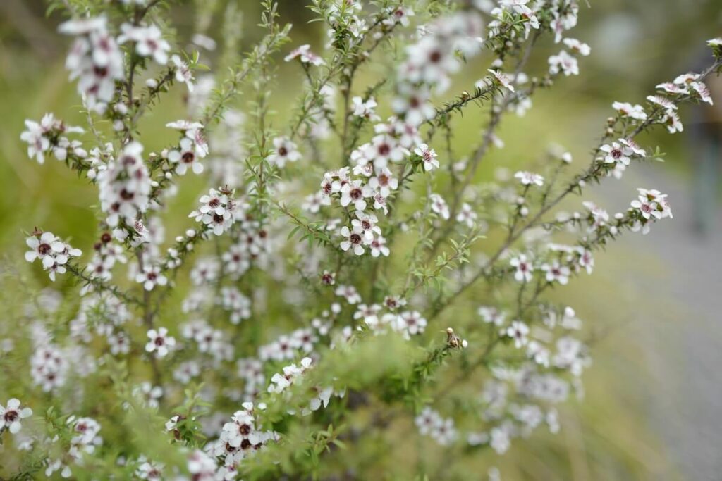manuka tree growing in Rotorua, New Zealand