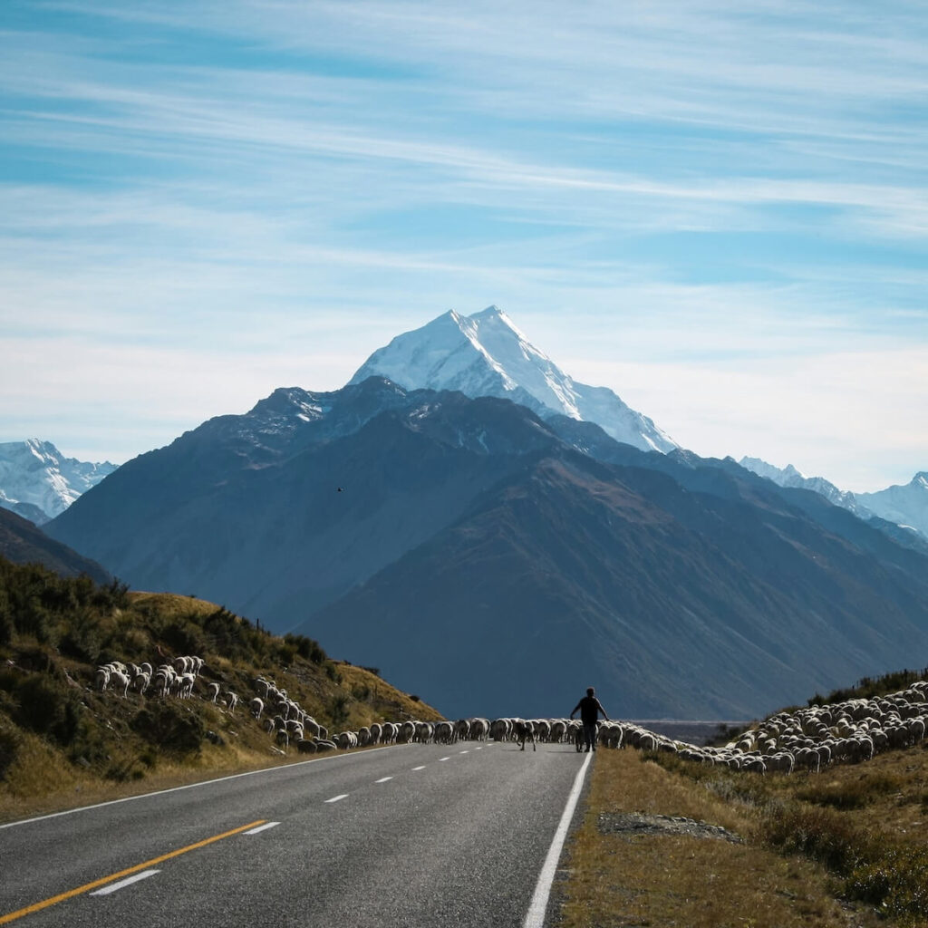herd of sheep crossing road overlooking Aoraki / Mount Cook