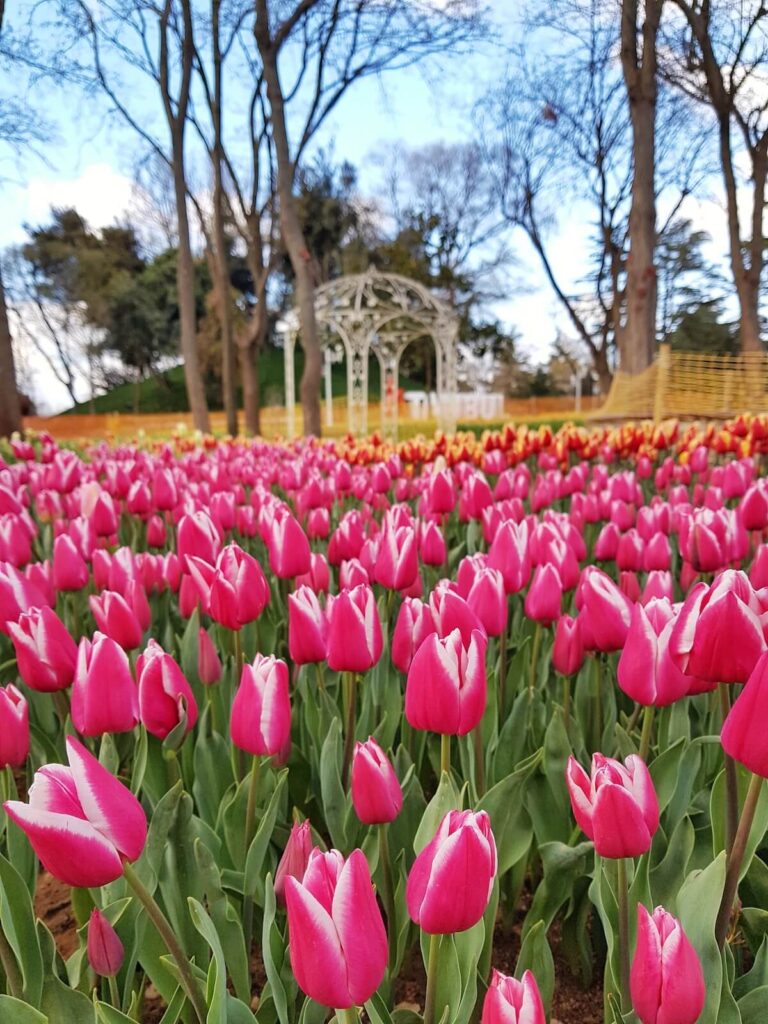 pink tulips in Istanbul