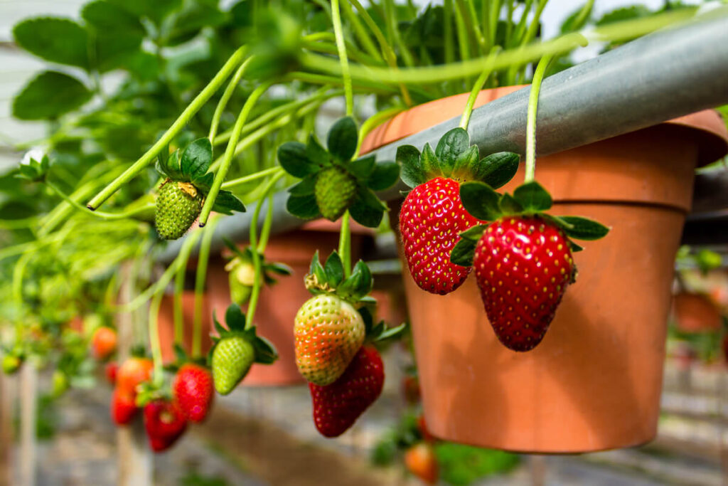 focus on strawberries on Cameron Highlands