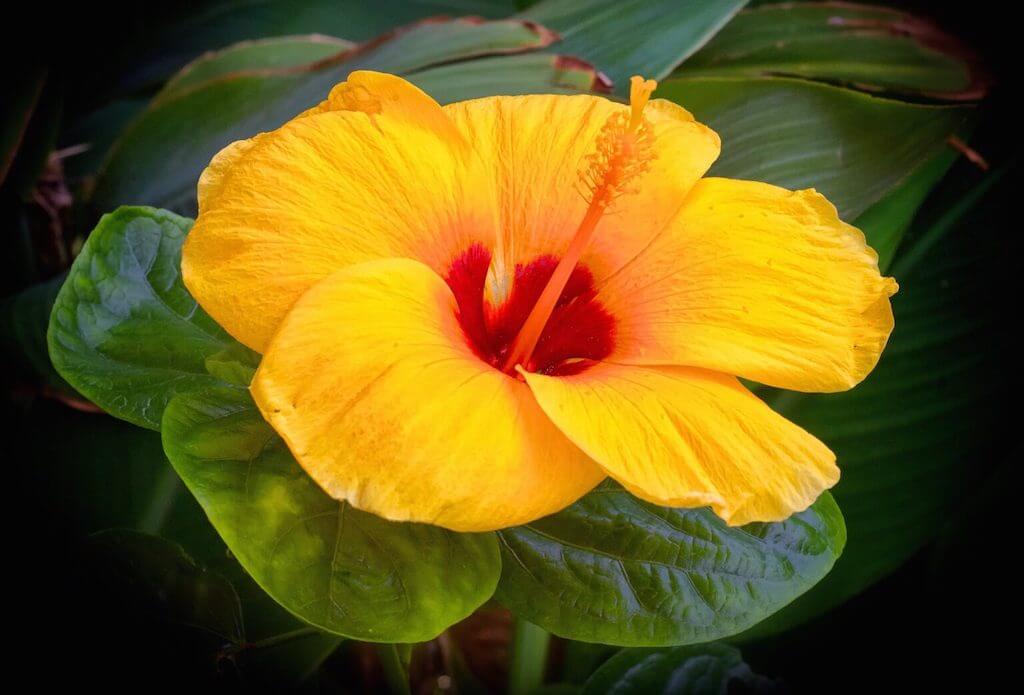 Hawaii Airport