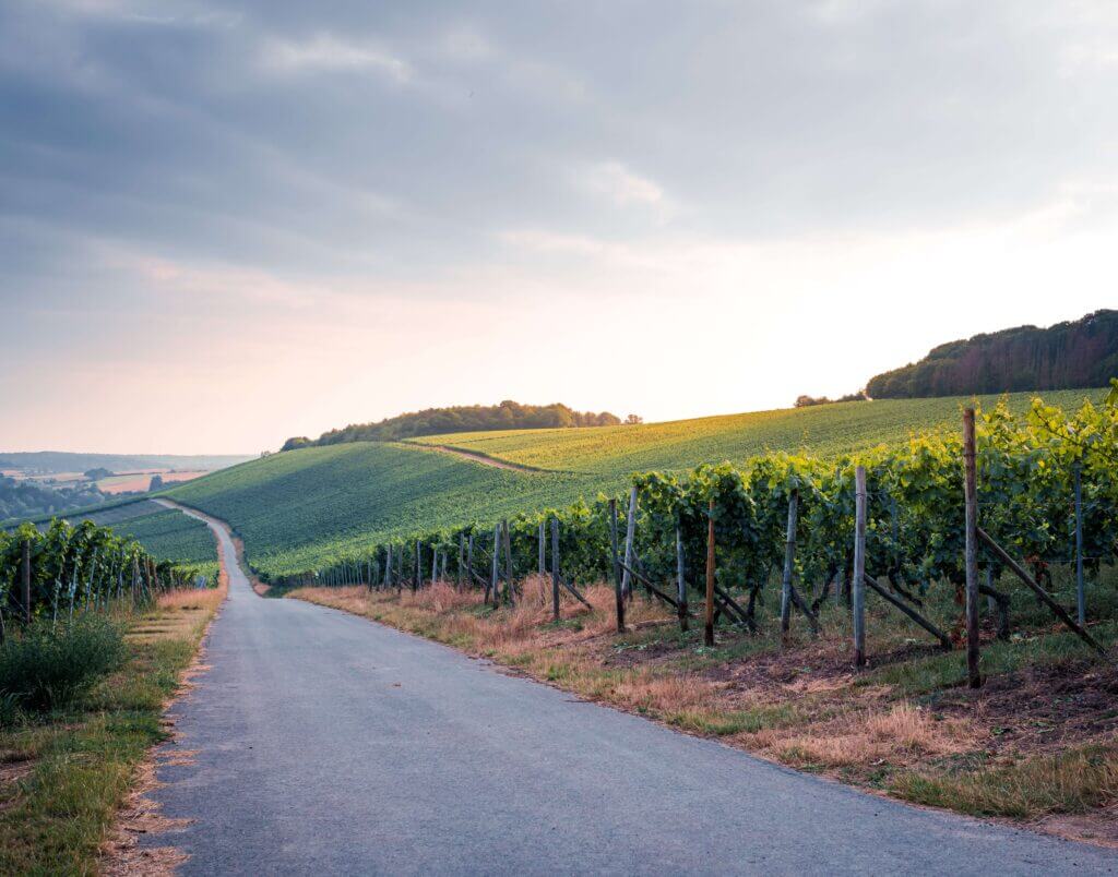 Vineyard in Luxembourg