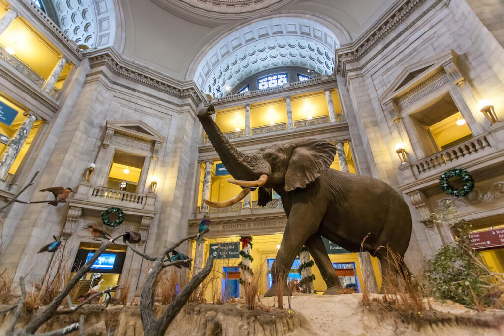 The African Elephant in the Museum of Natural History in WASHINGTON DC.