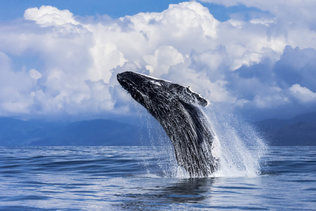 Humpback Whale breaching in Costa Rica