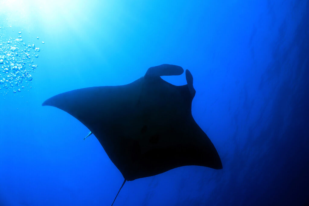 Pacific Manta Ray (Manta Birostris), Cano Island, Costa Rica