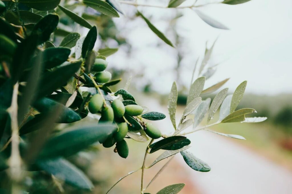 olive tree