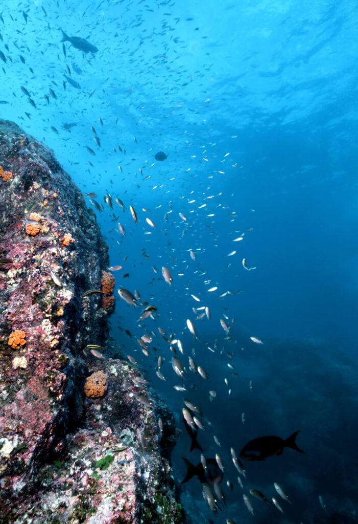 Various reef fish including brown chromis dart along an underwater wall in Costa Rica in the Gulf of Papagayo