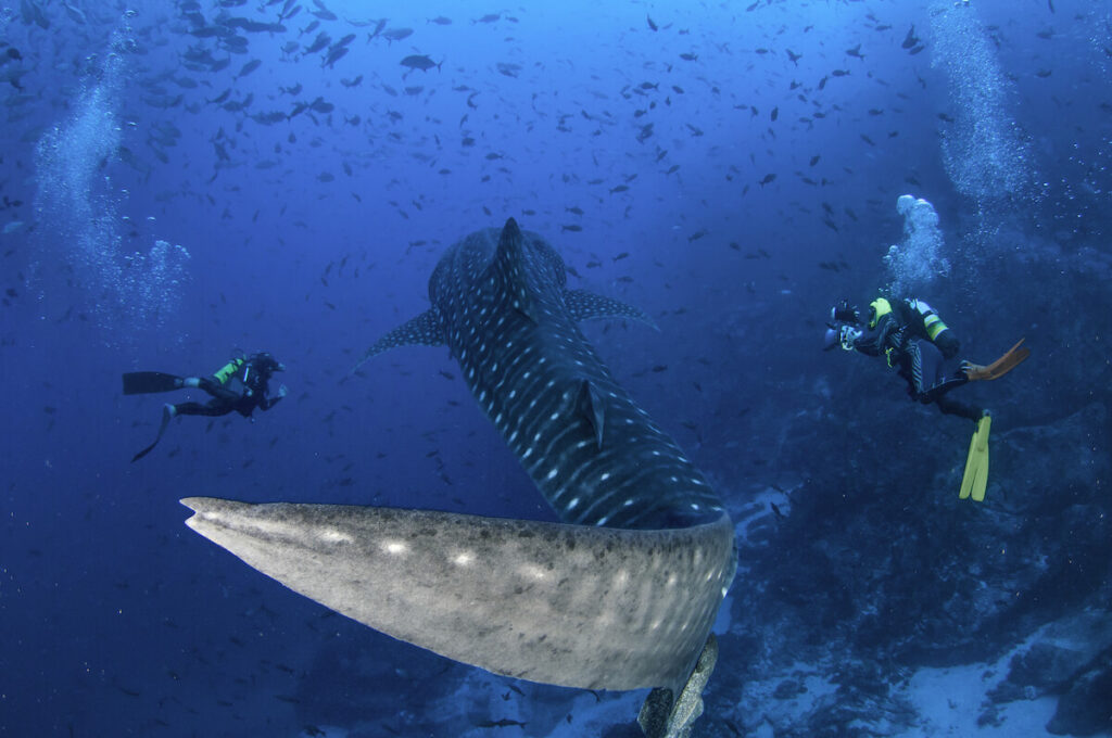 Scuba divers swim alongside a whale shark as it swims by, Cocos Island, Costa Rica