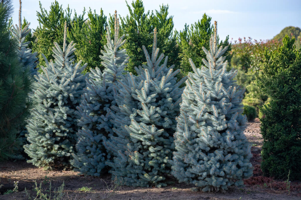 Beautiful young Colorado blue spruce