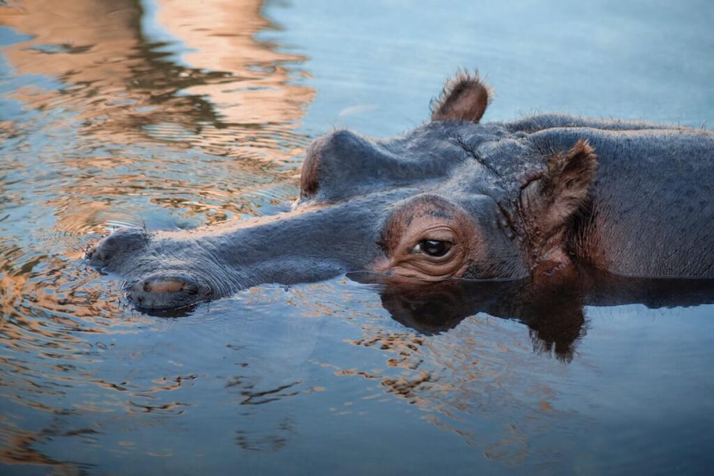 swimming hippo