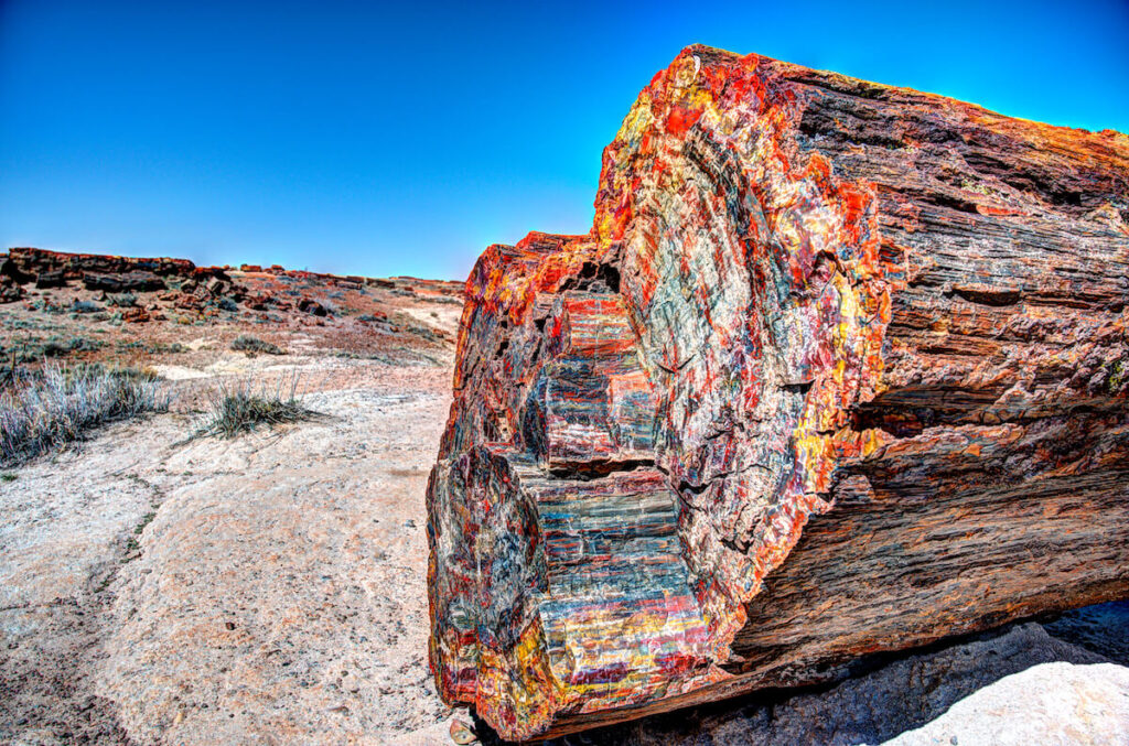 Petrified Forest multicolored wood