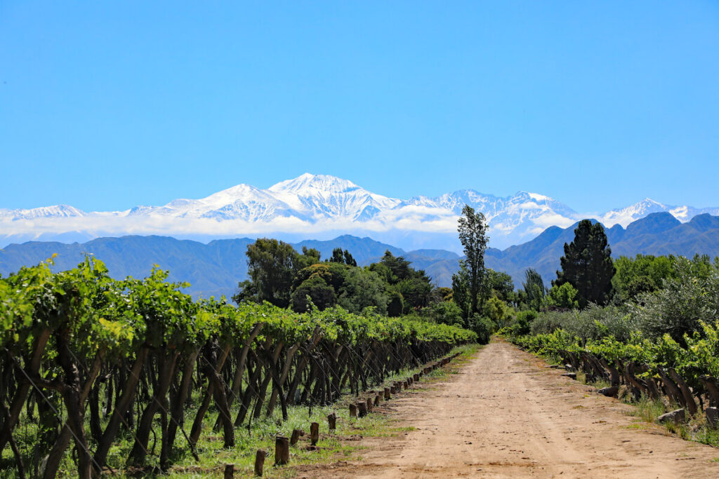 The beautiful snow capped Andes mountains and vineyard growing malbec grapes in the Mendoza wine country of Argentina