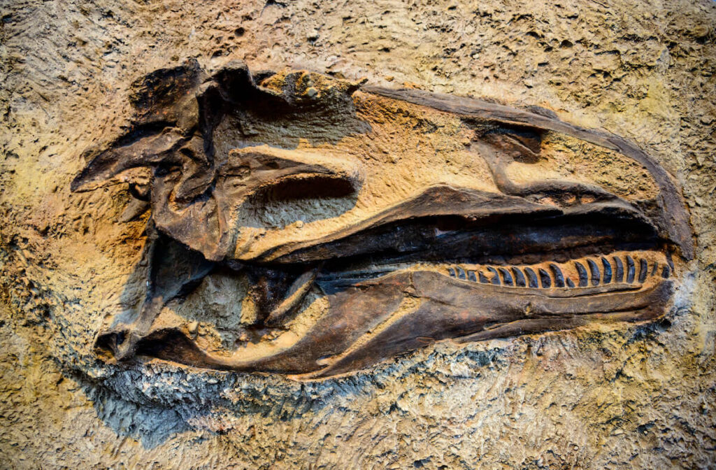 preserved fossil in Dinosaur National Monument