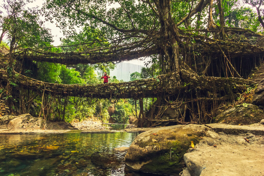 Living roots bridge formed by training tree roots over years to knit together near Nongriat village, cherrapunji, Meghalaya, India