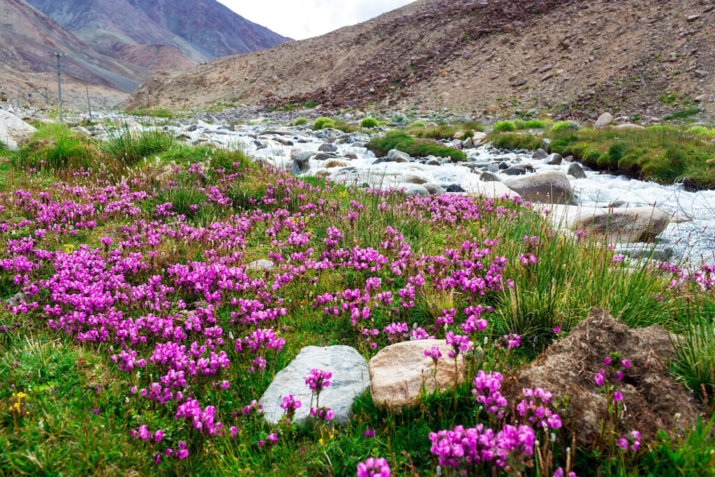 Floral landscape in Leh Ladakh, Jammu and Kashmir, India