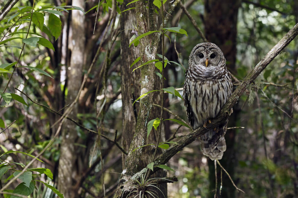 Barred Owl at Fakahatchee Strand Preserve State Park, Florida