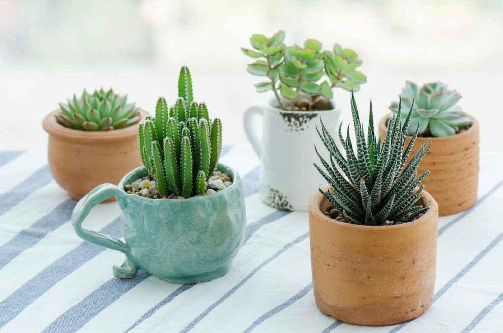 Various types of mini cactus,zebra plant ,echeveria kalanchoe succulent house plants clay pots