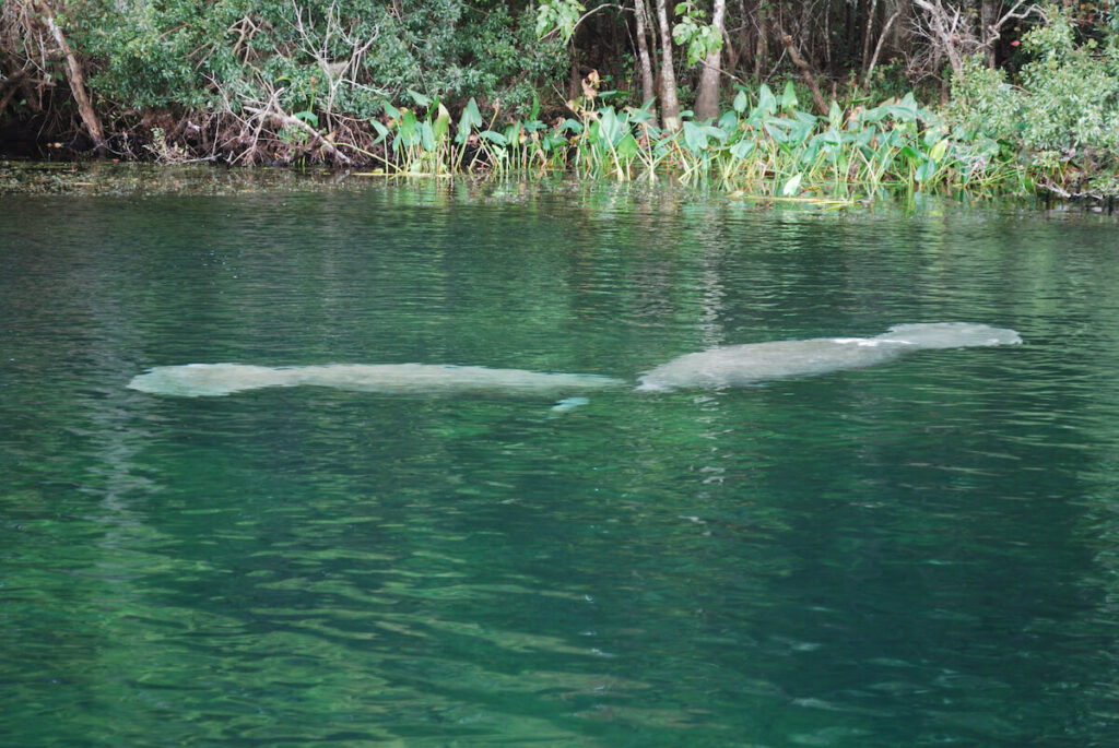 Manatees head to head in their natural environment in Wakulla Springs, Florida