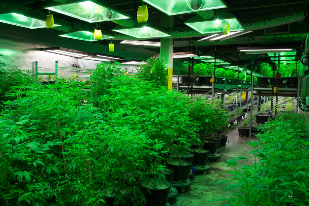 Indoor Marijuana Grow