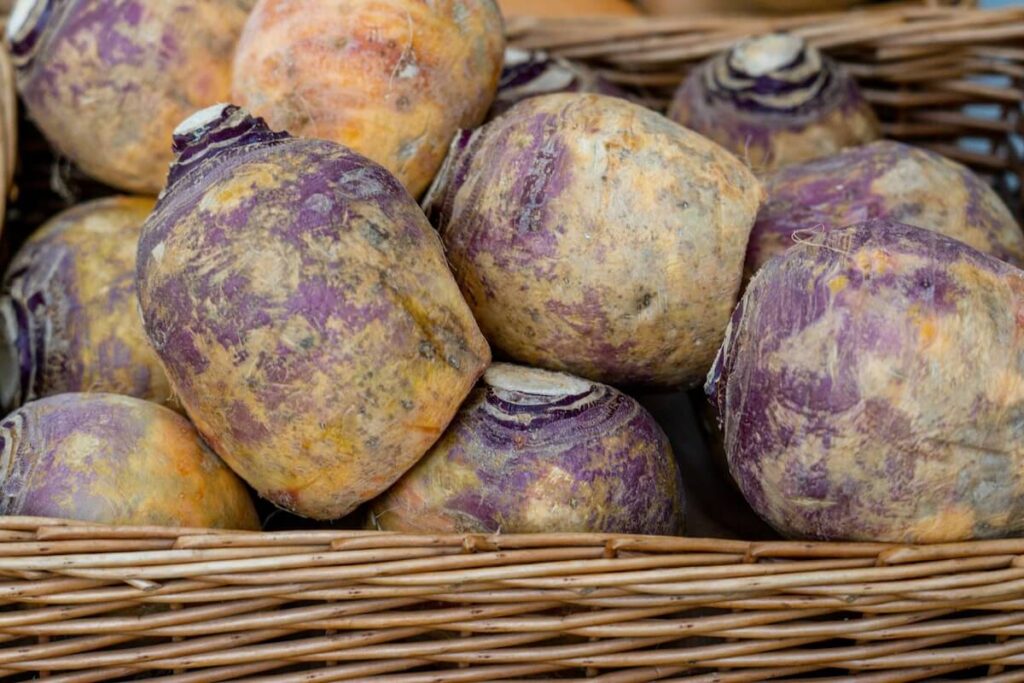 close-up of rutabaga turnips