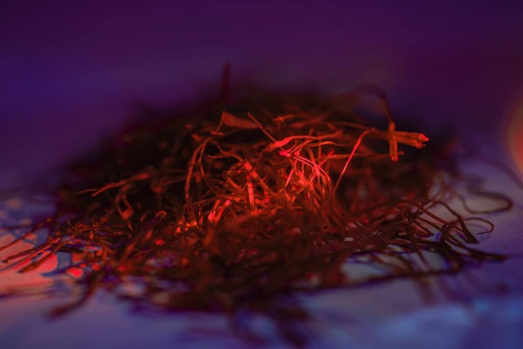 saffron pistils under purple light