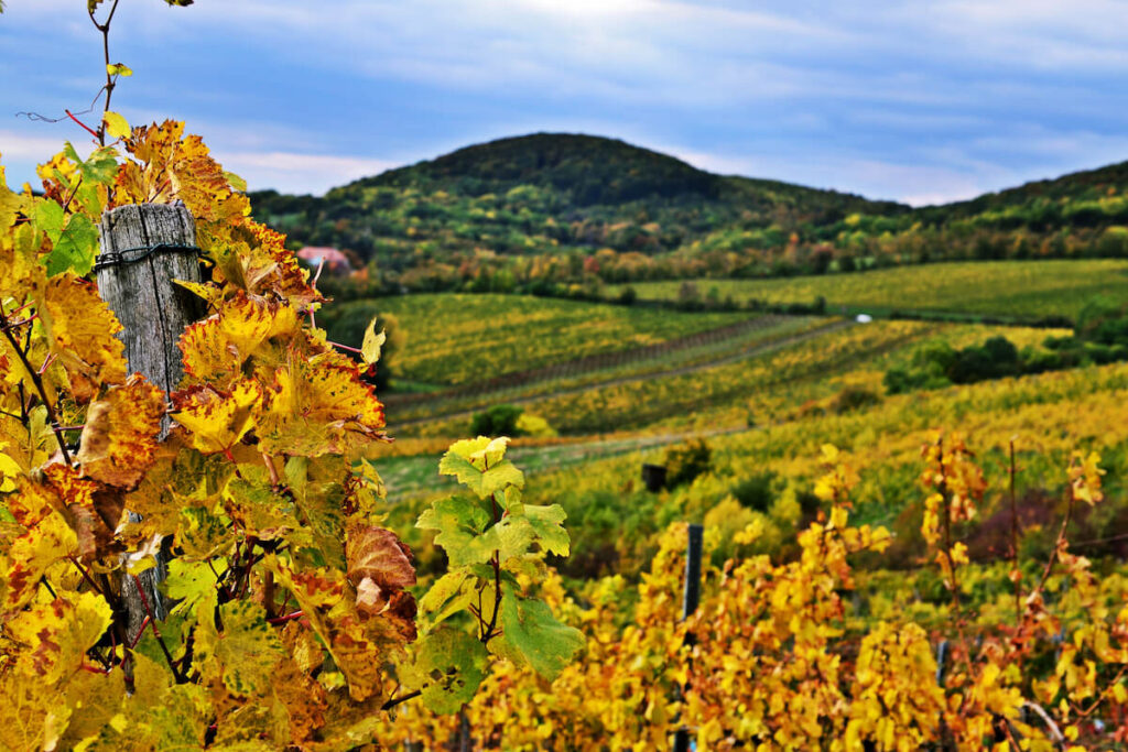 Vineyards of Kahlenberg, Wien
