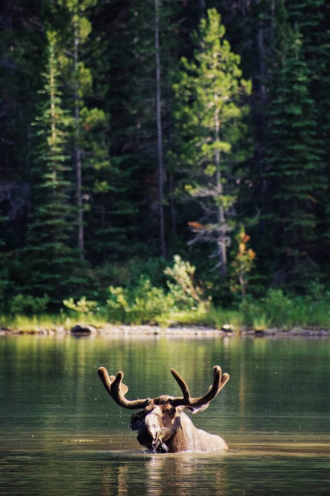brown moose in Glacier National Park