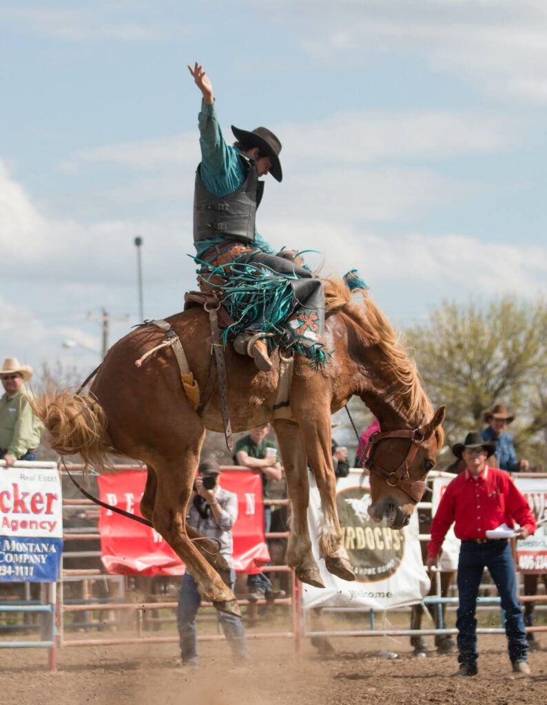A cowboy rides a horse at the Miles City Bucking Horse Sale.