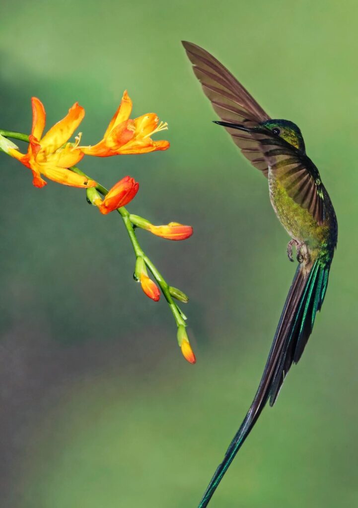 A Long-tailed Sylph in the gardens of Guango Lodge Ecuador