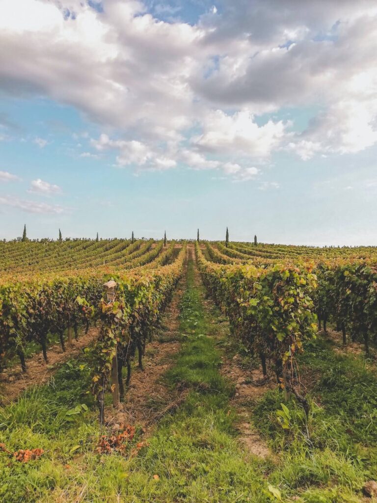 Vineyards in Bordeaux France