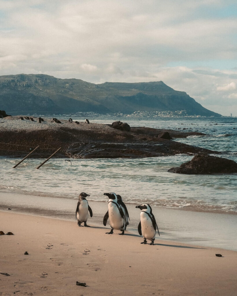 The African penguin can be closely observed on Boulders Beach.