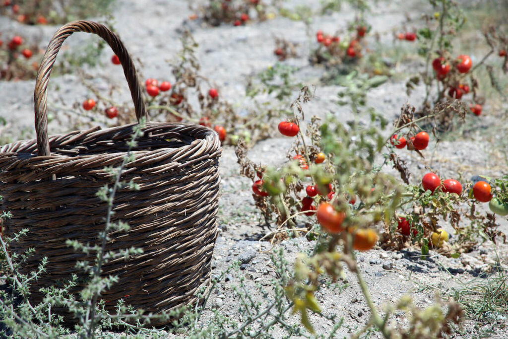 Cherry tomatoes in a farm in Santorini