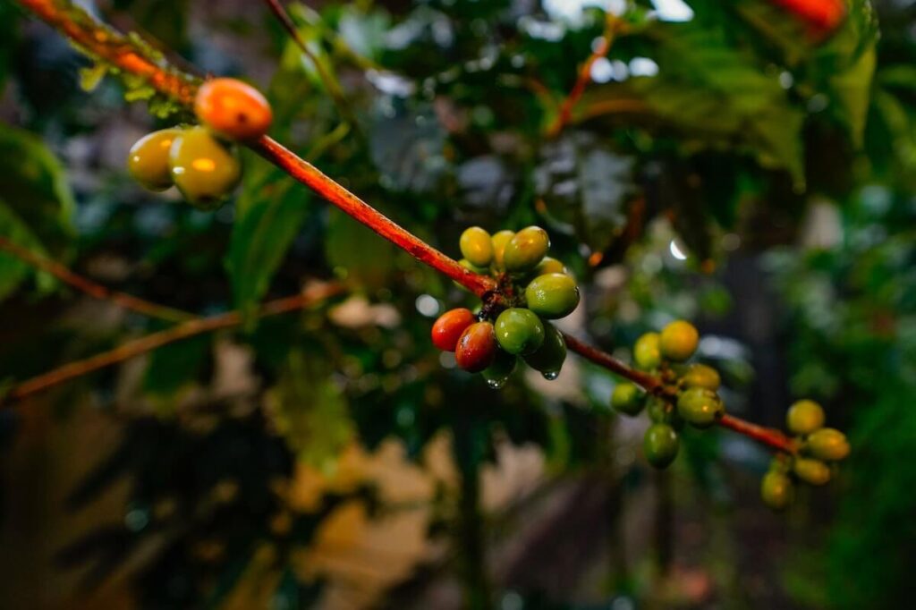 coffee cherries growing on tree