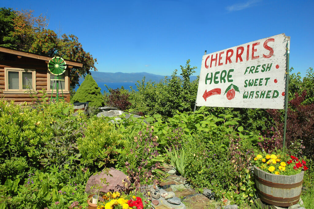 Sign advertising cherries for sale at a cherry orchard with Flathead Lake in the background. Flathead cherries are one of the things Montana is known for