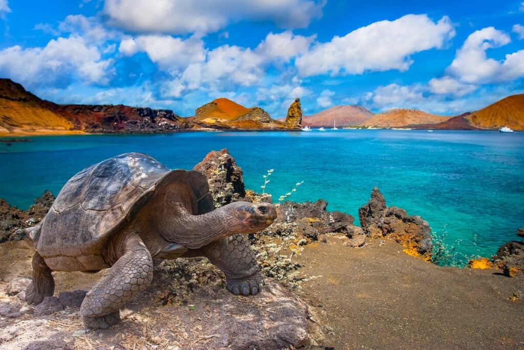 tortoise with Galapagos Islands in the background