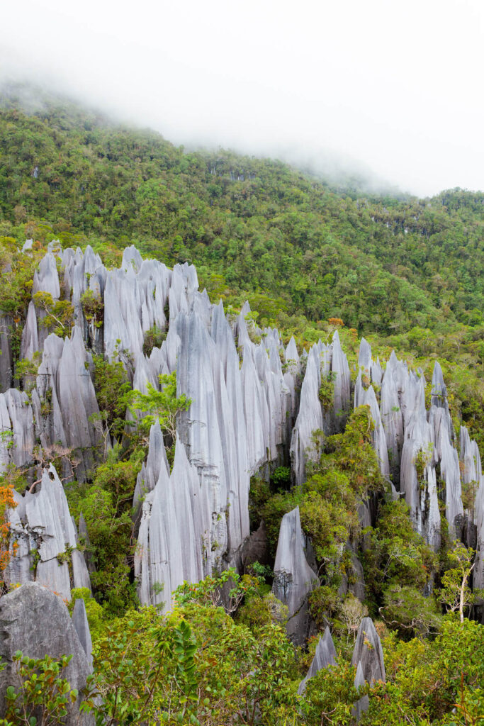 limestone pinnacles formation at gunung mulu national park borneo malaysia