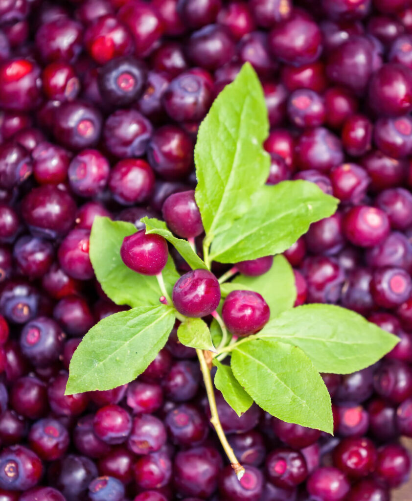 Huckleberries are one of the things Montana is famous for