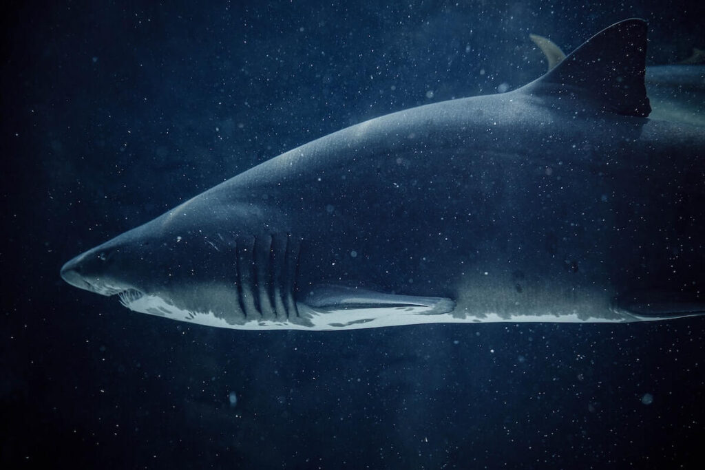 shark in South Africa