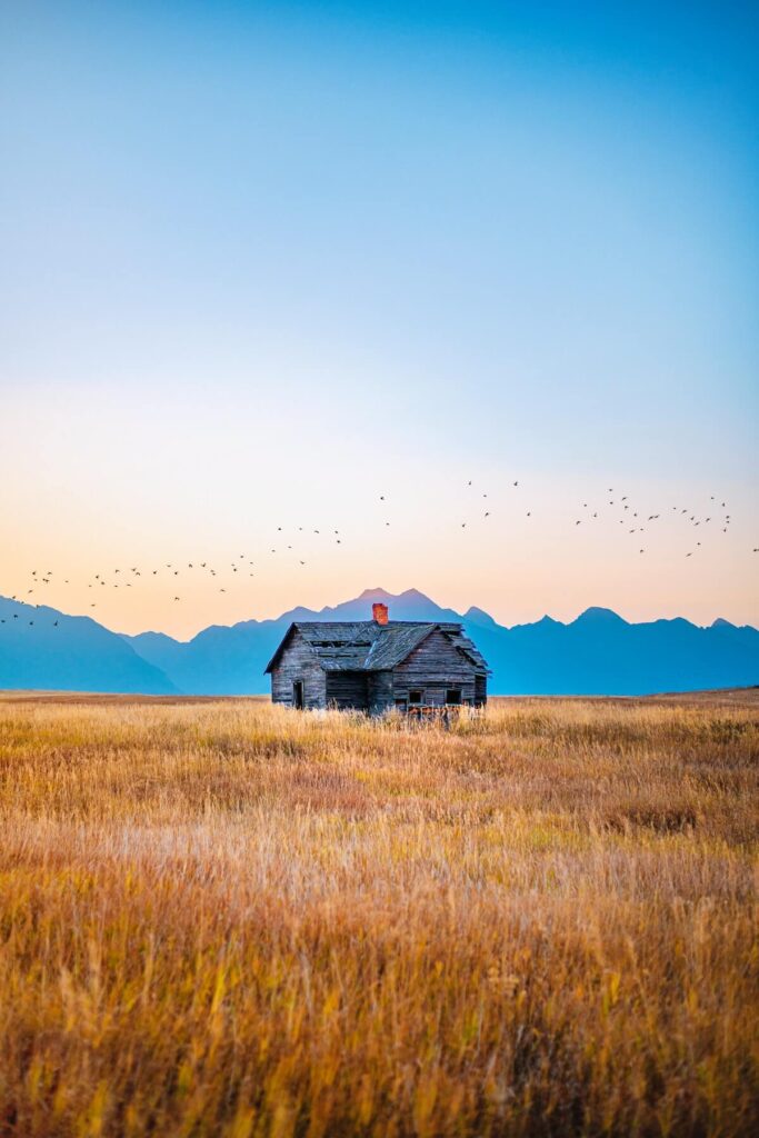 wooden shack in the middle of a field