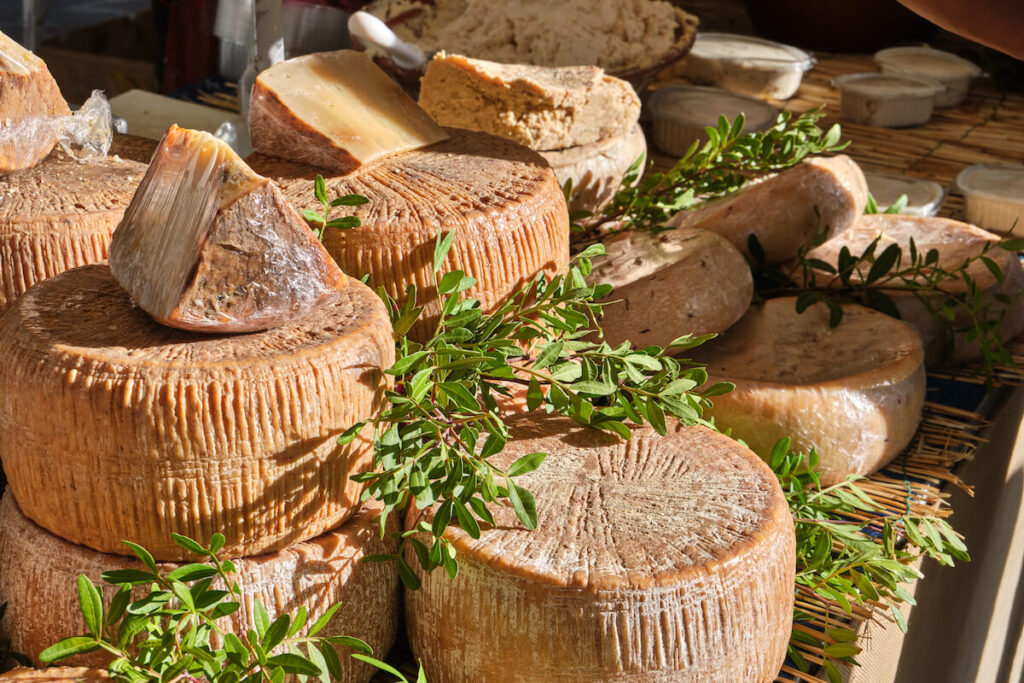 Casu Marzu, sardinian cheese with larvae of Piophila Casei