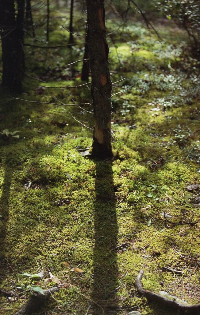 Mossy Forest Floor on a late summer afternoon