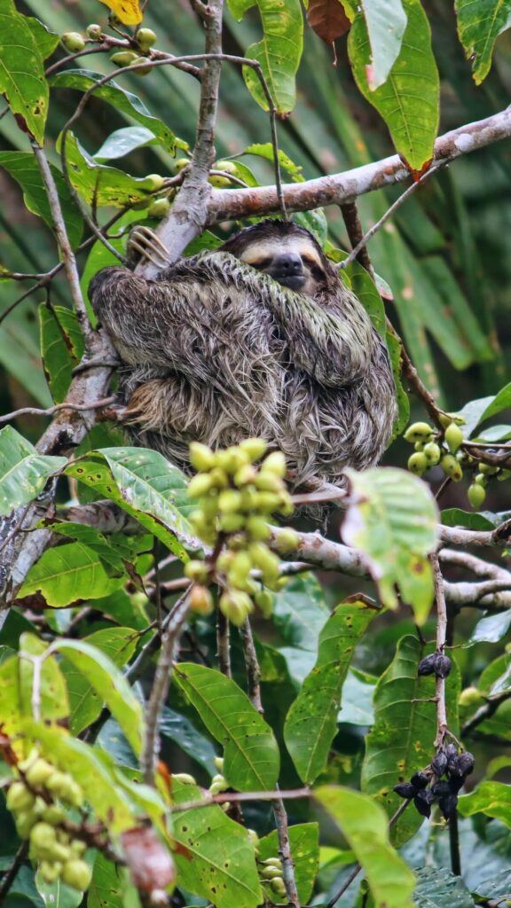 Sloth hanging from a tree