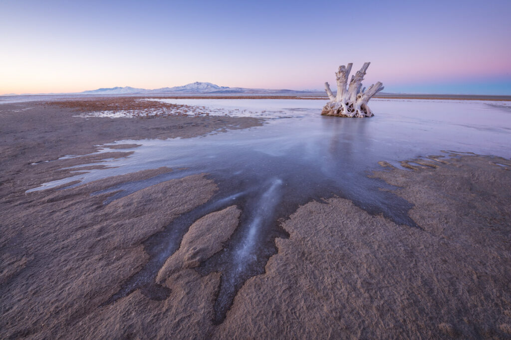Tree stump on ice in Antelope Island at dawn
