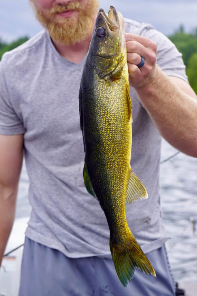 Caught Walleye on Rainy Lake