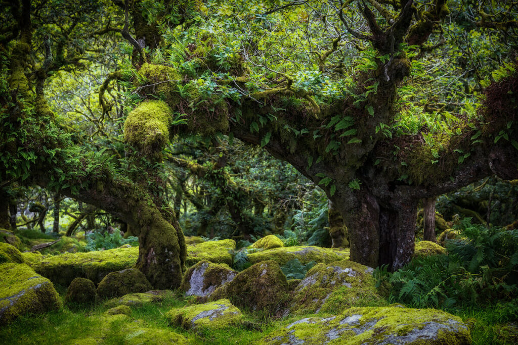 Wistmanns Wood in Dartmoor, England
