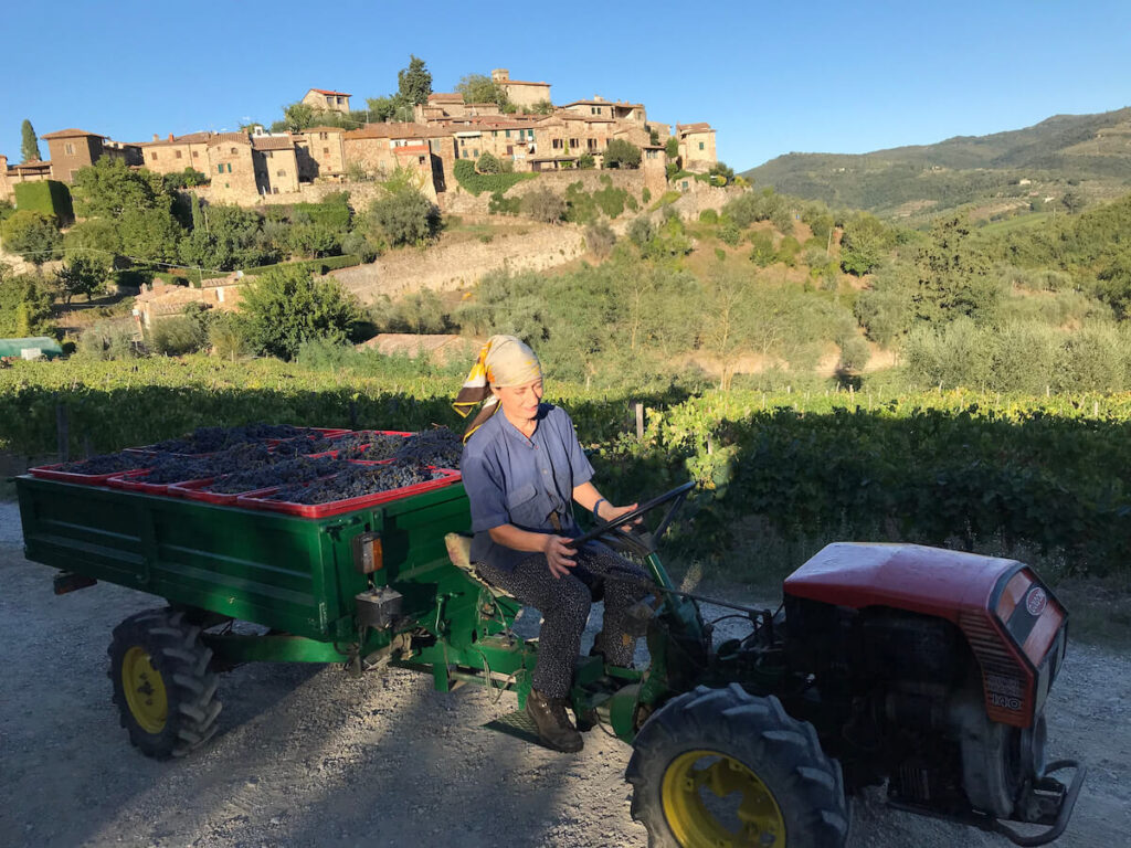In Tuscany is common to see grape harvesters during the "vendemmia". The harvest takes place between the end of August and mid October.