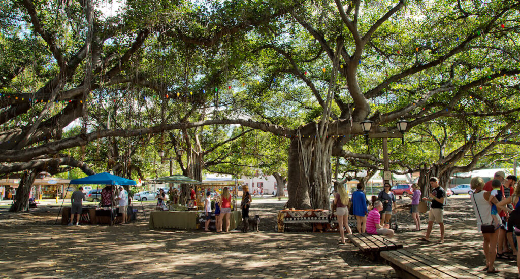 People shop at market stalls under the famous Banyan Tree in Courtyard Square. With 16 trunks and a 1/4 mile circumference, it is the largest in Hawaii.