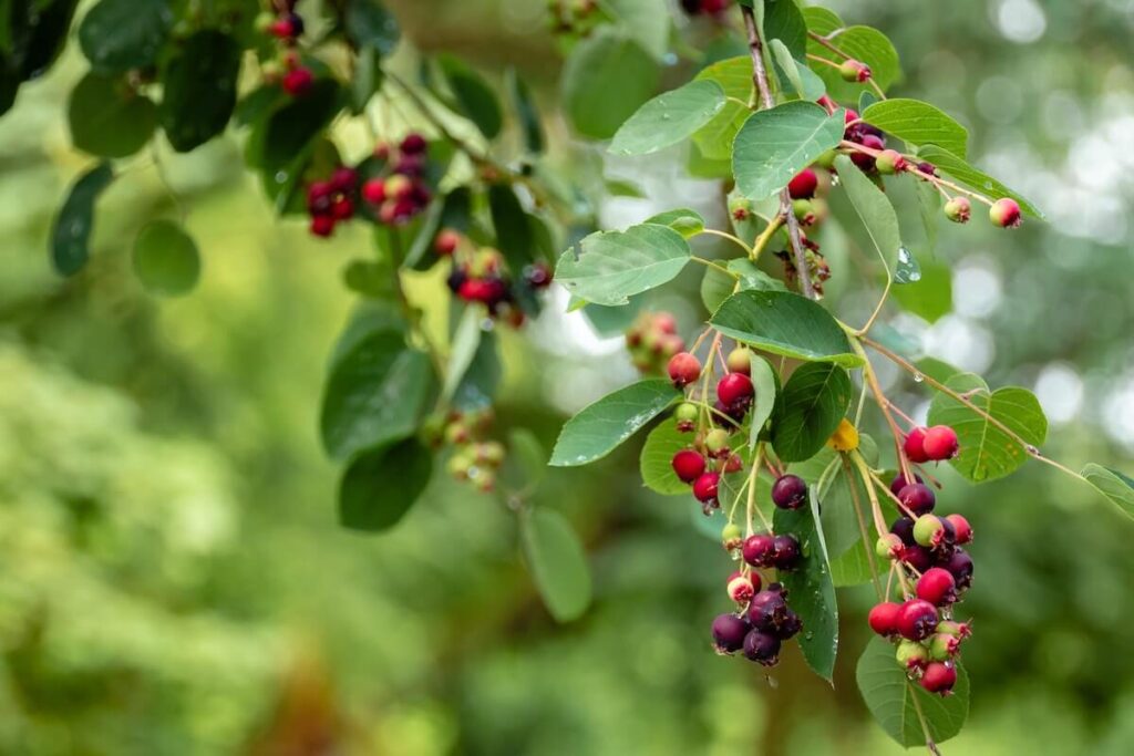 dark red berries in tree