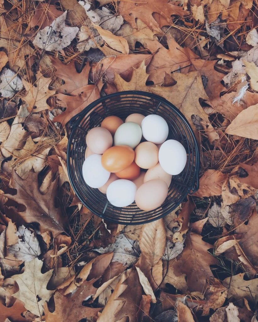 basket of fresh eggs on top of dried leaves